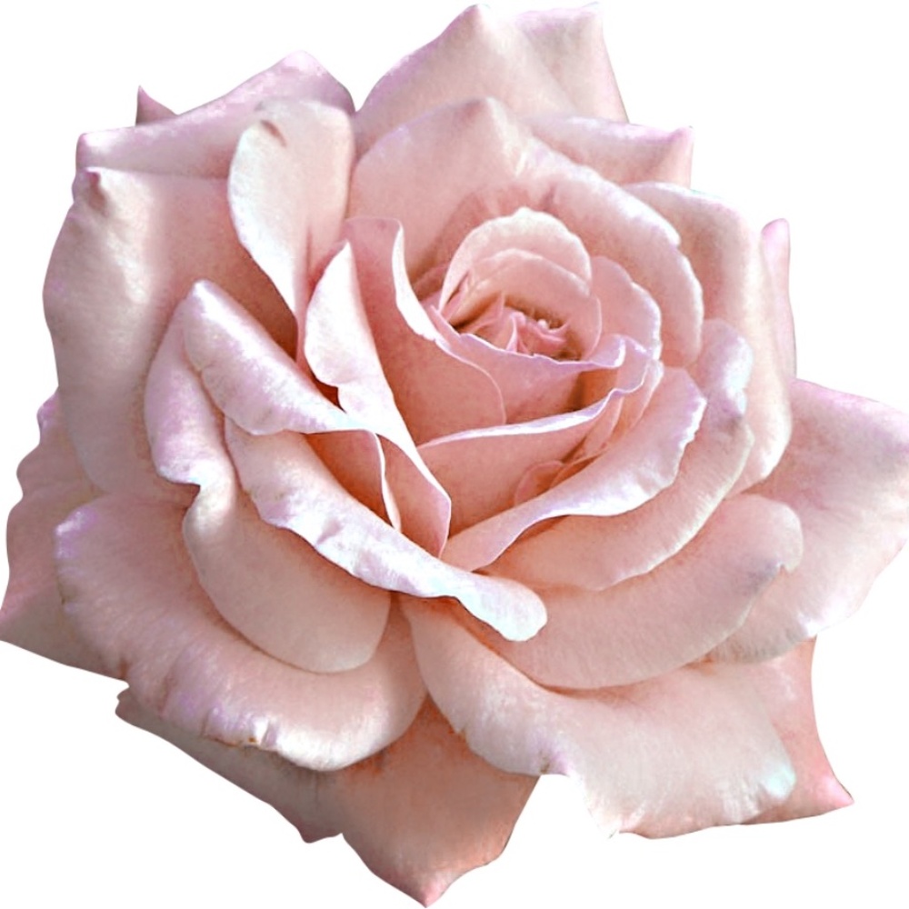 Meet your Posher, Amelia